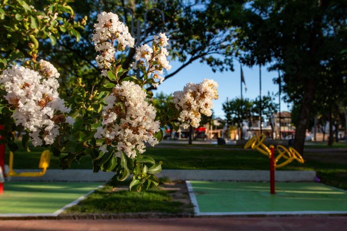 crespon-arbol-flor-san-fernando