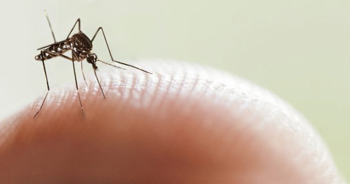 campaña-prevencion-dengue-vicente-lopez-verano