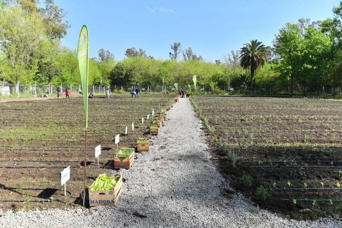 Primera Huerta Municipal De Escobar