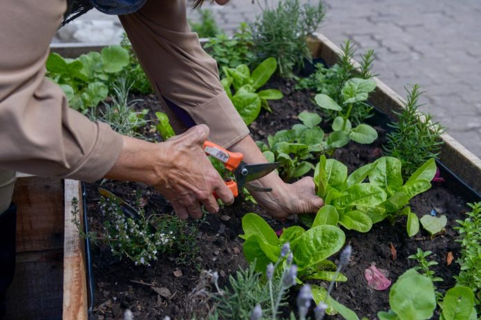 Huerta Casa Semillas Gratis