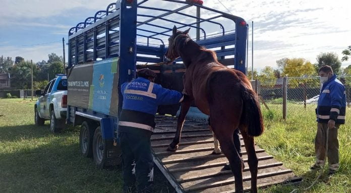 caballos rescate