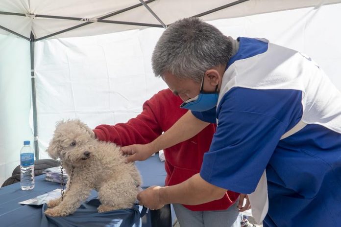 vacunación mascotas san isidro