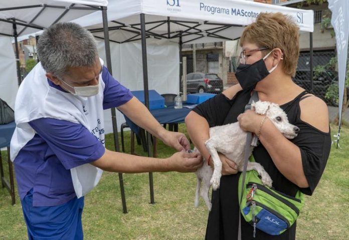 perro vacunacion zoonosis