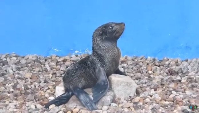 lobo marino vicente lopez liberado