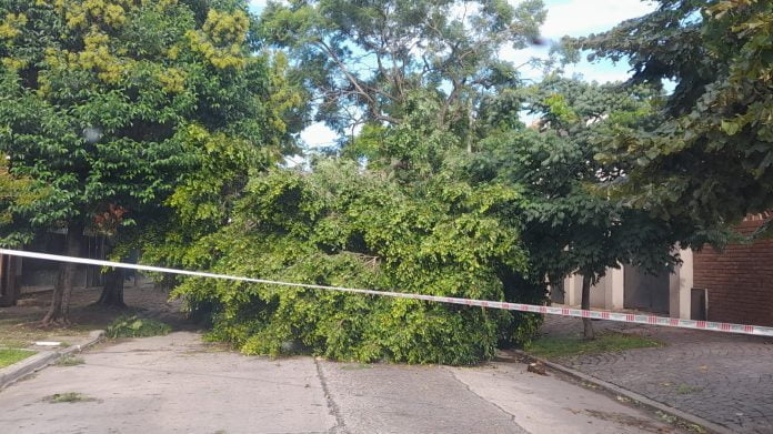 arbol caido zona norte