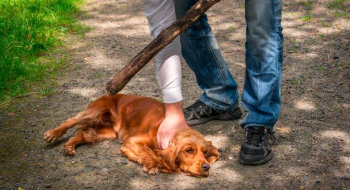 maltrato animal perro violencia