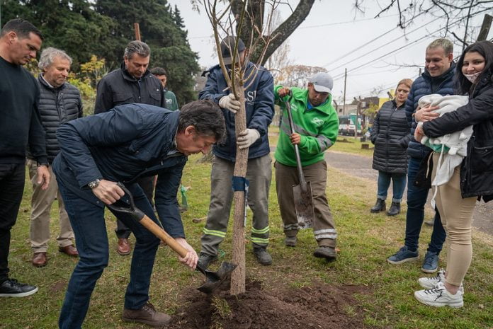 plantacion de arboles 1