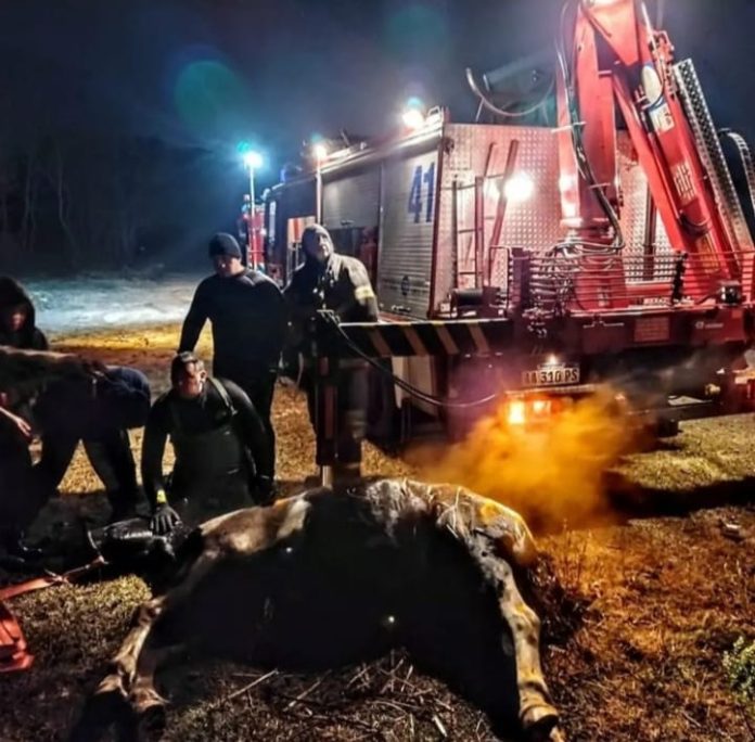 bomberos voluntarios san isidro caballo rescate