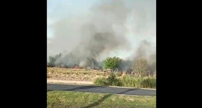 incendio pastizales tigre