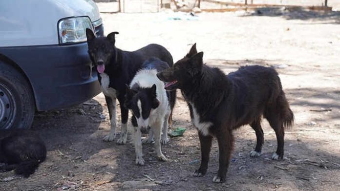 perros rescatados escobar